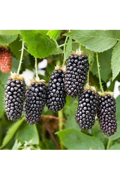 Ожина садова Карака Блек 